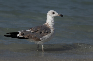 A juvenile Lesser Black-backed Gull at Busaiteen coast, Bahrain