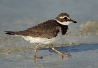 Commom ringed plover at Eker, Bahrain