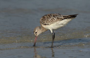 Bar-tailed Godwit feeding at Eker coast of Bahrain