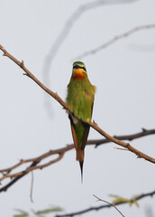 Blue-cheeked bee-eater perched on acacia tree at Jasra, Bahrain