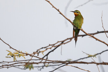 Blue-cheeked bee-eater perched on acacia tree at Jasra