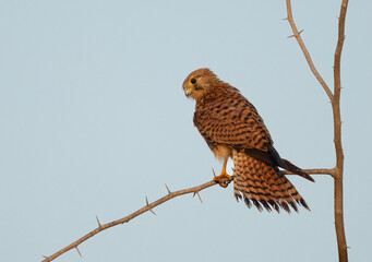 Common Kestrel perched on acacia tree, Bahrain