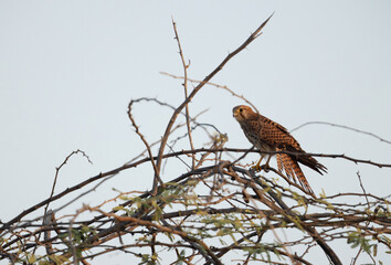 Common Kestrel perched on acacia tree at Jasra, Bahrain