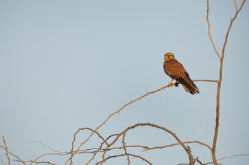 Common Kestrel perched on acacia tree in the monring hours at Jasra, Bahrain