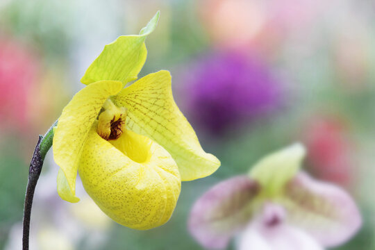 Closeup of Blooming Yellow Paphiopedilum Norito Hasegawa Orchid Flower