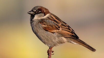 male sparrow on a branch at golden hour
