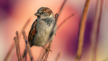Male sparrow on a branch
