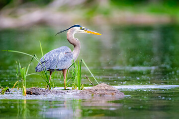 Great blue heron in a green pond