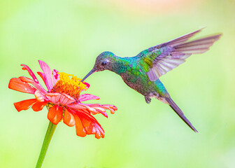 Humminbird © Rogney