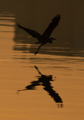  Silhouette of Western reef heron flying during sunrise