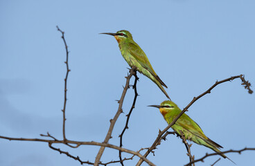 A pair of a Blue-cheeked bee-eater at Jasra, Bahrain