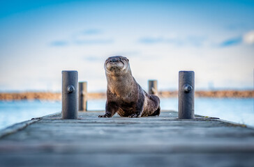 Portrait of an otter on a wooden dock with nice light