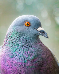 colorful close up head portrait of a pigeon with bokeh balls in the blurry background