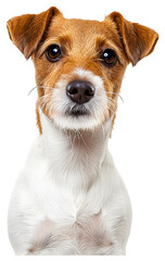 Russell Terrier dog, full body.