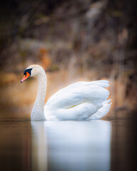 Mute Swan with its reflection on the calm waters of Lake Ontario