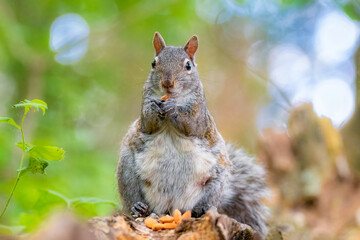 squirrel sitting in the forest eating nuts