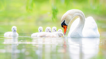 mute swan cygnets swimming with their mother © Rogney