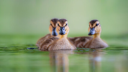 mallard chicks duckling swimming on green waters, blurry background perfectly isolated subject