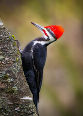 Detailed portraits of a male Pileated woodpecker, Dryocopus pileatus.