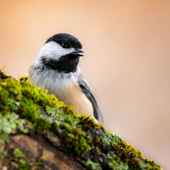 Black-capped Chickadee portrait
