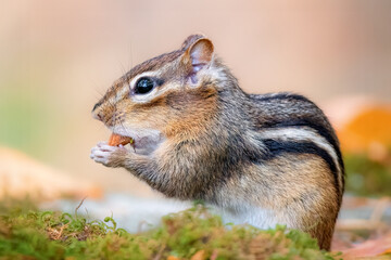 Obraz premium Chipmunk eating nuts