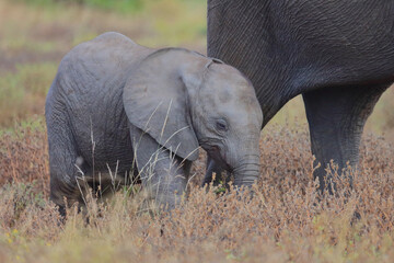 Afrikanischer Elefant / African elephant / Loxodonta africana