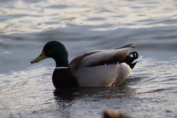 Beautiful duck animal. The Ente is traveling on the Rhine in Bonn.