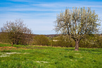 Fototapeta na wymiar Blooming cherry trees near Frauenstein/Germany in the Rheingau