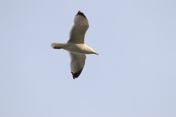 Seagull beautiful animal. The swan is traveling on the Rhine in Bonn.