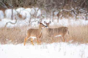 Deer in the Winter, photo taken in Wolfe Island, Ontario