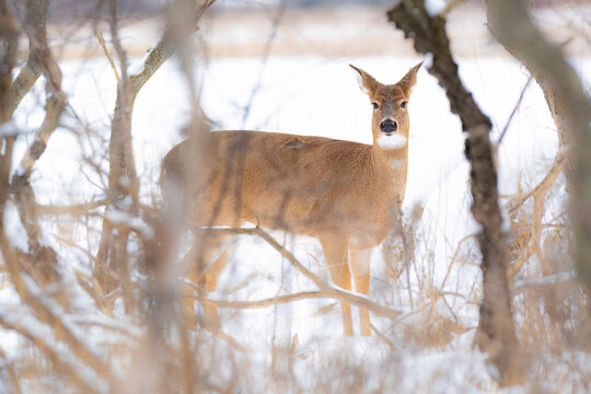 Deer in the Winter, photo taken in Wolfe Island, Ontario