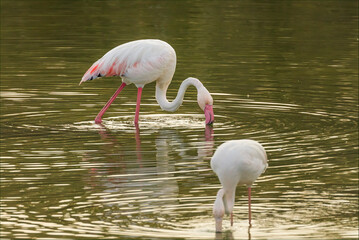 Flamingo with a bright pink beak making ripples
