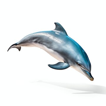 a dolphin, studio light , isolated on white background