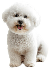 Bichon Frise dog, full body