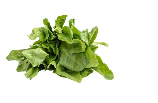 Organic Palang Sang or Palak Spinach Stack Isolate on White Background with Copy Space
