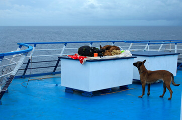 Two Belgian Shepherd dogs (also known as the Belgian Sheepdog or the Belgian Malinois) are resting on the deck of a ferry to Sicily, Italy. Travel on boat. Travel and tourism concept