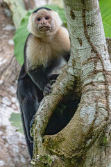 Naklejka premium Capuchin monkey