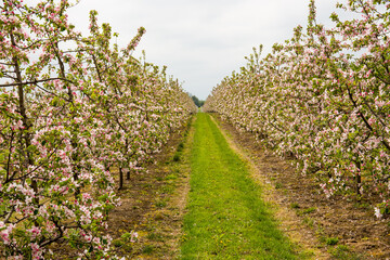 Fototapeta na wymiar A blooming apple orchard. Polish orchards.