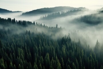 A captivating image of a foggy forest, with a plethora of trees obscured by a soft veil of mist, Thick fog covering a dense coniferous forest, seen from a bird's eye view, AI Generated - Powered by Adobe