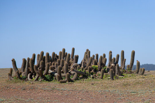 the fence in the beach