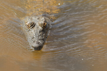 Nilkrokodil / Nile crocodile / Crocodylus niloticus