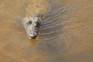 Nilkrokodil / Nile crocodile / Crocodylus niloticus