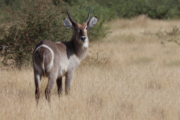 Fototapeta premium Wasserbock / Waterbuck / Kobus ellipsiprymnus..