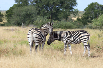 Fototapeta premium Steppenzebra / Burchell's zebra / Equus quagga burchellii