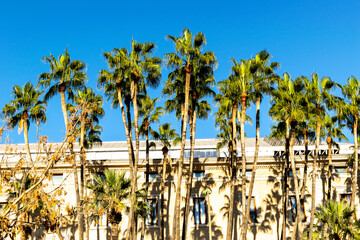Tall palm trees in a row against the background of a building on a sunny day in Malaga, Spain - obrazy, fototapety, plakaty