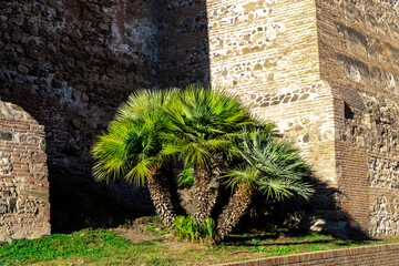 Palm trees in front of the wall of the old Alcazaba fortress. Malaga, Spain.