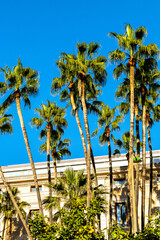 Tall palm trees in a row against the background of a building on a sunny day in Malaga, Spain