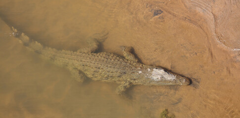 Nilkrokodil / Nile crocodile / Crocodylus niloticus