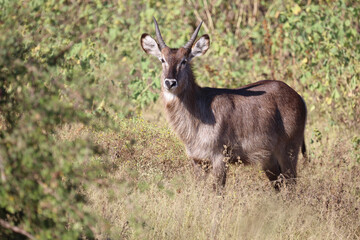 Wasserbock / Waterbuck / Kobus ellipsiprymnus..