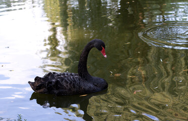 black swan on the lake